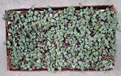 2" String of Hearts